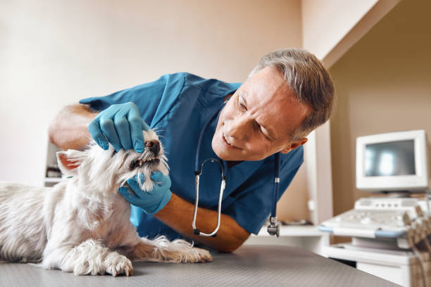 Best Mobile Emergency Dentist in Brielle, NJ